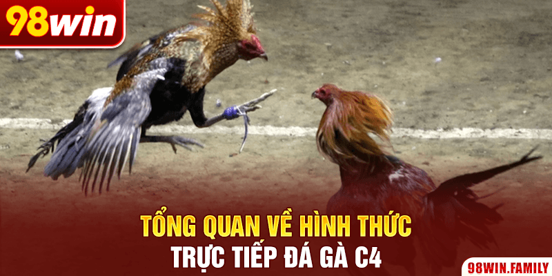 Tổng quan về hình thức trực tiếp đá gà C4